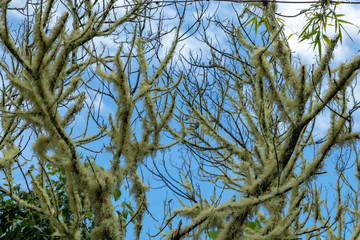 Natural background of green jungle close up with copy space. Backdrop of rainforest tree