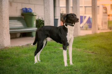 Black and white dog in a garden in hunting position.