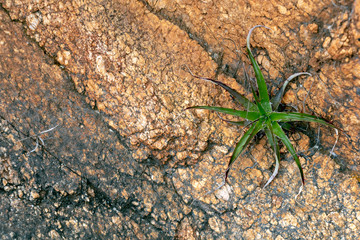 Backdrop of green plant life growth in stone. Natural background with copy space