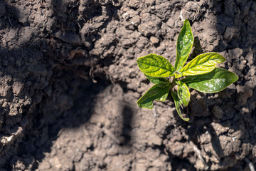Backdrop of green plant life growth in stone. Natural background with copy space