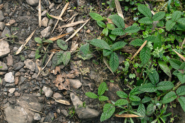 Backdrop of green plant life growth in stone. Natural background with copy space