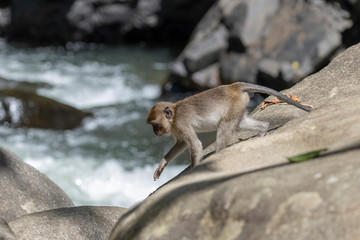 long‐tailed macaques monkeys from Khao Sok National Park, Thailand