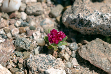 Backdrop of green plant life growth in stone. Natural background with copy space