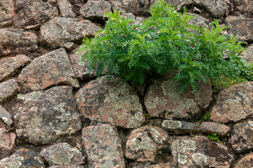 Backdrop of green plant life growth in stone. Natural background with copy space