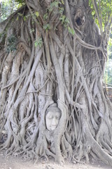 Head of Buddha in a tree, Ayutthaya province