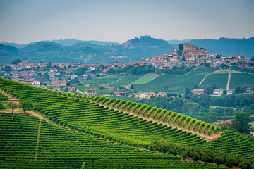 Vineyard in Piedmont Italy