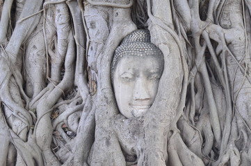 Head of Buddha in a tree, Ayutthaya province