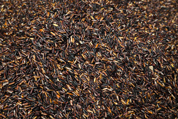 Organic riceberry black and red dry seed carbohydrate more fiber and protein healthy nutrition glutinous food for diet cooking meal harvest from Asian farm and produce in Thailand