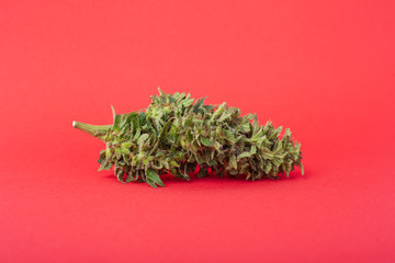 big cannabis bud,medical marijuana on red background