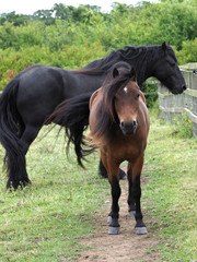 Two Rare Breed Ponies