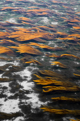 Texture algues orange