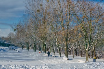 zimowe spacery z psem  w parku w mroźny słoneczny dzień