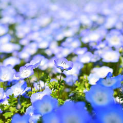 ネモフィラ　　ブルー　花畑　　春