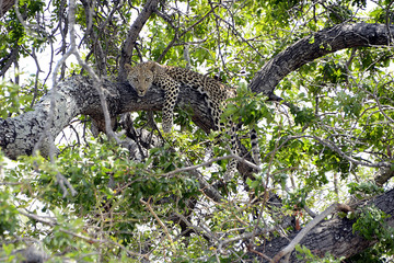 Cheetah, Kruger National Park, South Africa
