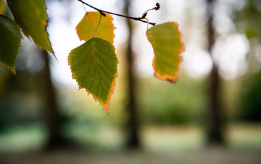Autumn leafs on a tree.