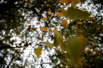 Autumn leafs on a tree.