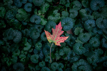 A red autumn leaf lies in field of green leafs.