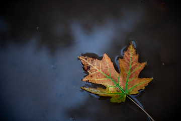An autumn leaf lies in a puddle.