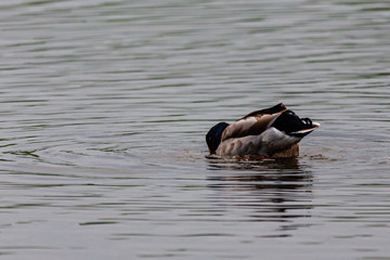 Ducks { mallards } mating on the water