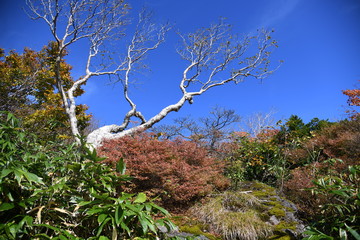 栗駒山　１０月１０日ー４　紅葉