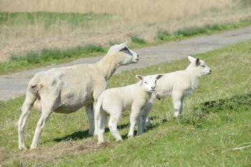 white ewe and sheep Lamb standing on Meadow 