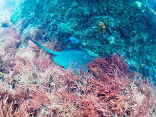 伊豆大島_スキューバダイビング