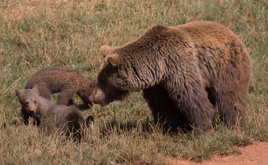 Fototapeta premium beautiful bears in their natural habitat