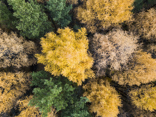 Aerial photo of colorful forest in autumn season. Yellow and green trees