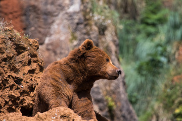 Fototapeta premium beautiful bears in their natural habitat