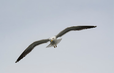 Seagul flying