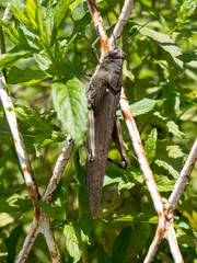 Big locust on metal net fence close up view