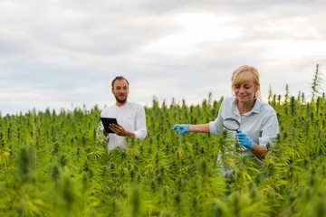 Two people observing CBD hemp plants on marijuana field with magnifying glass, and taking notes in tablet