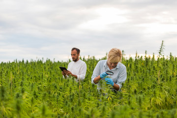 Naklejka na ściany i meble Two people observing CBD hemp plants on marijuana field with magnifying glass, and taking notes in tablet