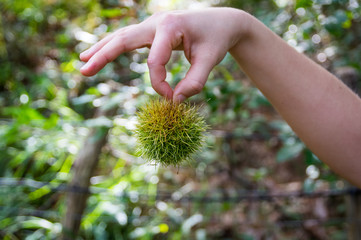 Green thorny chestnut held in hand