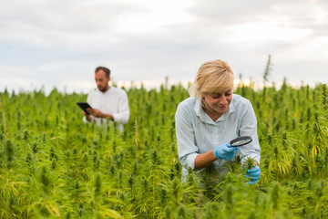 Two people observing CBD hemp plants on marijuana field with magnifying glass, and taking notes in tablet