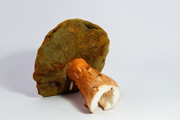 Boletus edulis  isolated on white background close up food gourmet nature health