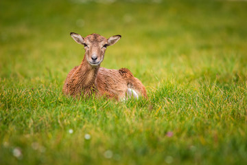 moufflon in grass