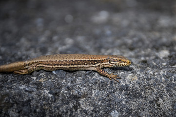 Detail of single isolated common wall lizard (Podarcis muralis)