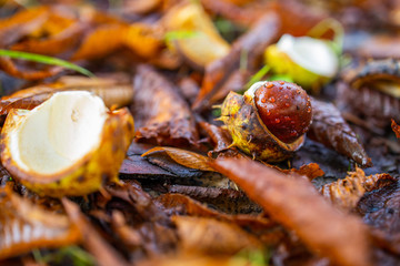 Kastanien Maronen fallen im Herbst vom Baum farbig Bunt