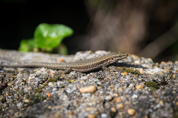 Detail of single isolated common wall lizard (Podarcis muralis)