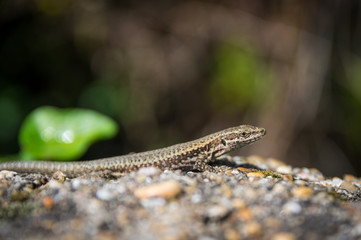 Detail of single isolated common wall lizard (Podarcis muralis)