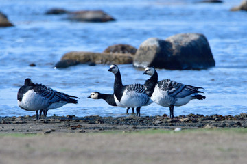 Weißwangengans oder Nonnengans (Branta leucopsis)