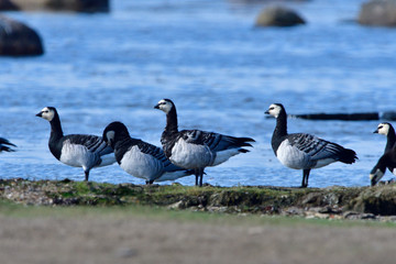 Weißwangengans oder Nonnengans (Branta leucopsis)