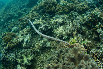 A Black-banded sea krait, Laticauda semifasciata, swims over beautiful corals off the remote island of Manuk in the Banda Sea, Indonesia. This volcanic island is known as the island of the snakes.