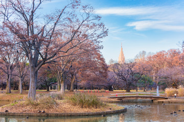 Beautiful autumn colors of Japanese maple tree iroha momiji leaves of Yoyogi public park and the Shinjuku Docomo Tower in background