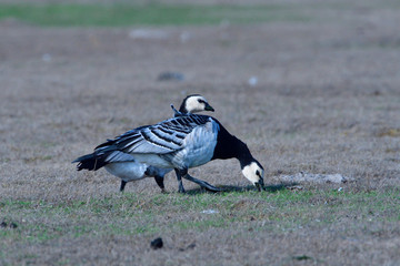 Weißwangengans oder Nonnengans (Branta leucopsis)