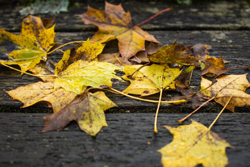 im Herbst fallen bunte Blätter 