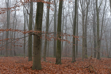 Rotbuchenwald im Herbst