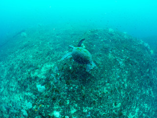 世界遺産_沖ノ島_スキューバダイビング
