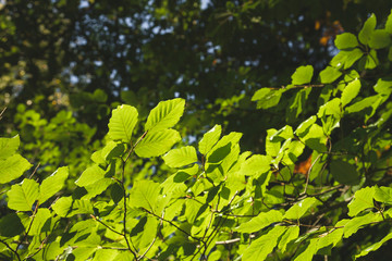 Beech trees bright green foliage